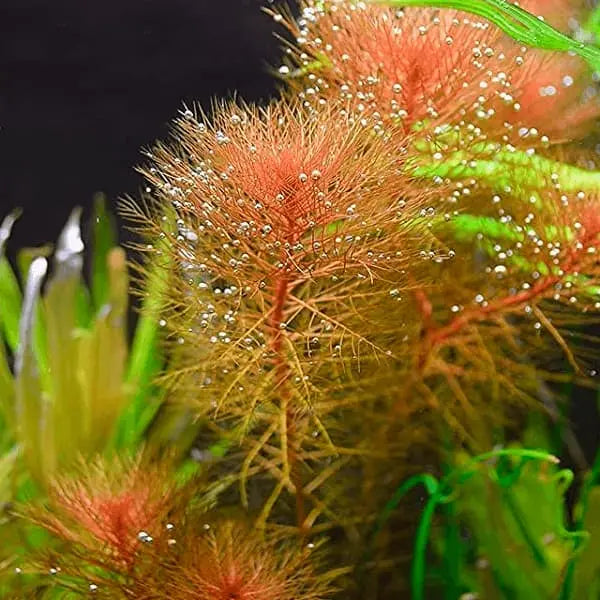 Enhancing Your Aquarium's Appeal with Red Aquarium Plants