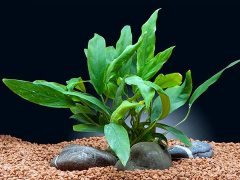 Anubias Essentials: Your Aquarium's Perfect Plant