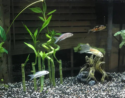 Lucky Bamboo in Aquariums: Bring Luck and Beauty to Your Tank