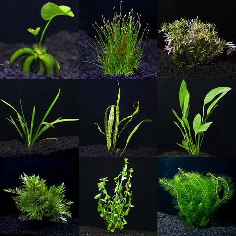 Create a Thriving Aquarium with Live Aquarium Plants