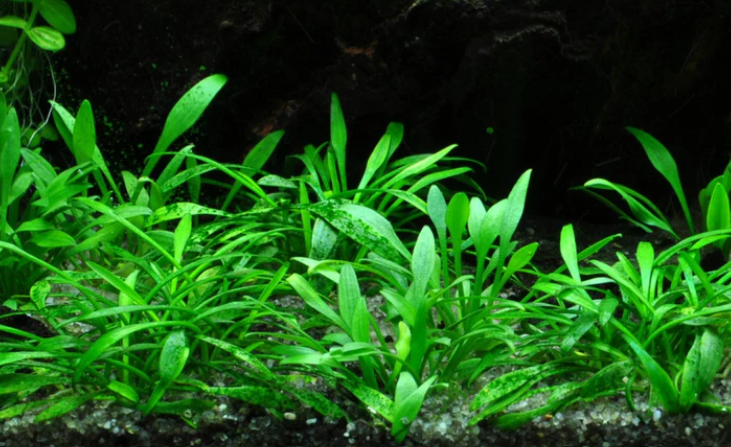 Cryptocoryne Chronicles: A Comprehensive Guide to Care and Cultivation