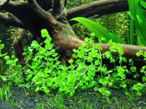 Unlock the Beauty of Your Aquarium with Tissue Culture Plants
