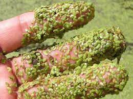 Duckweed: A Low-Maintenance Aquarium Plant