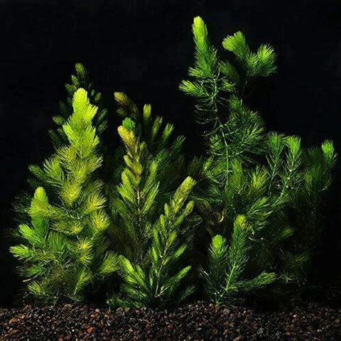 Hornwort: The Perfect Low-Maintenance Aquatic Plant