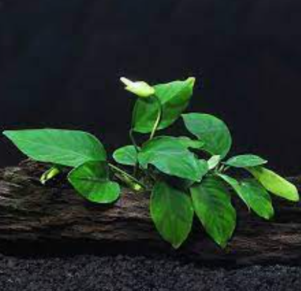 Low Light Aquarium Plants: The Ultimate Guide