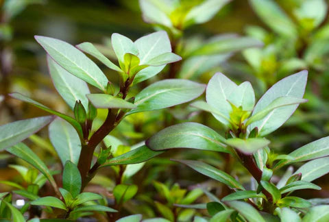 Ludwigia Aquarium Plants: A Stunning Addition to Your Aquascape