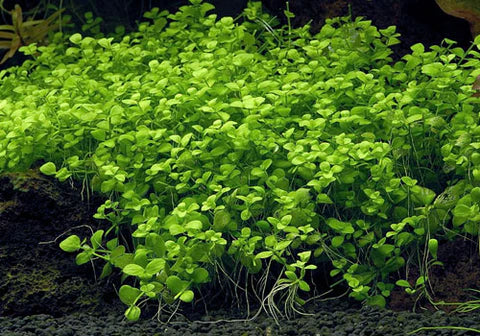Monte Carlo: The Perfect Carpet Plant for a Thriving Fish Tank