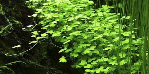 Pennywort: The Ultimate Aquatic Plant