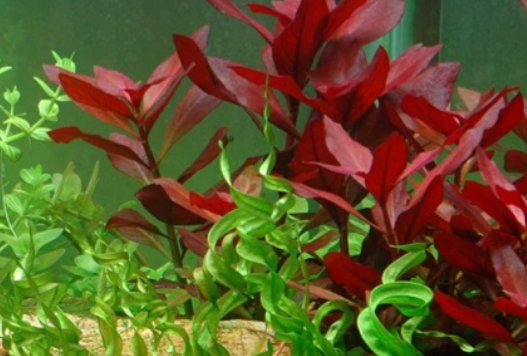Ruby Waters: A Journey Through Red Aquarium Plant Landscapes