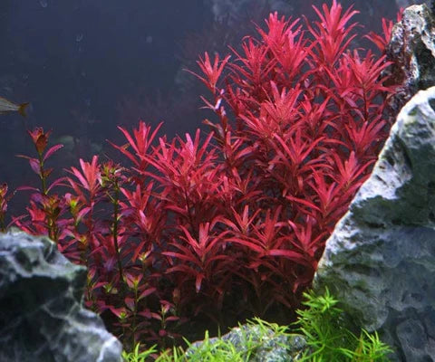 Rotala: A Splash of Color for Your Aquarium