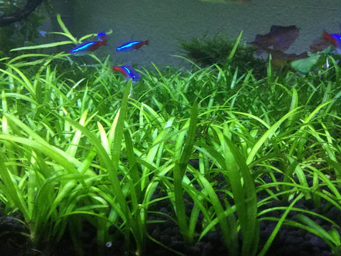 Grow a Lush Oasis: Short Aquarium Plants for Stunning Tanks