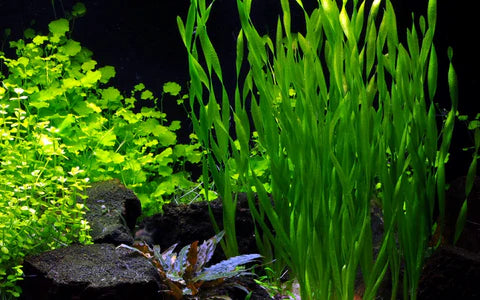 Lush Underwater Paradise with Vallisneria