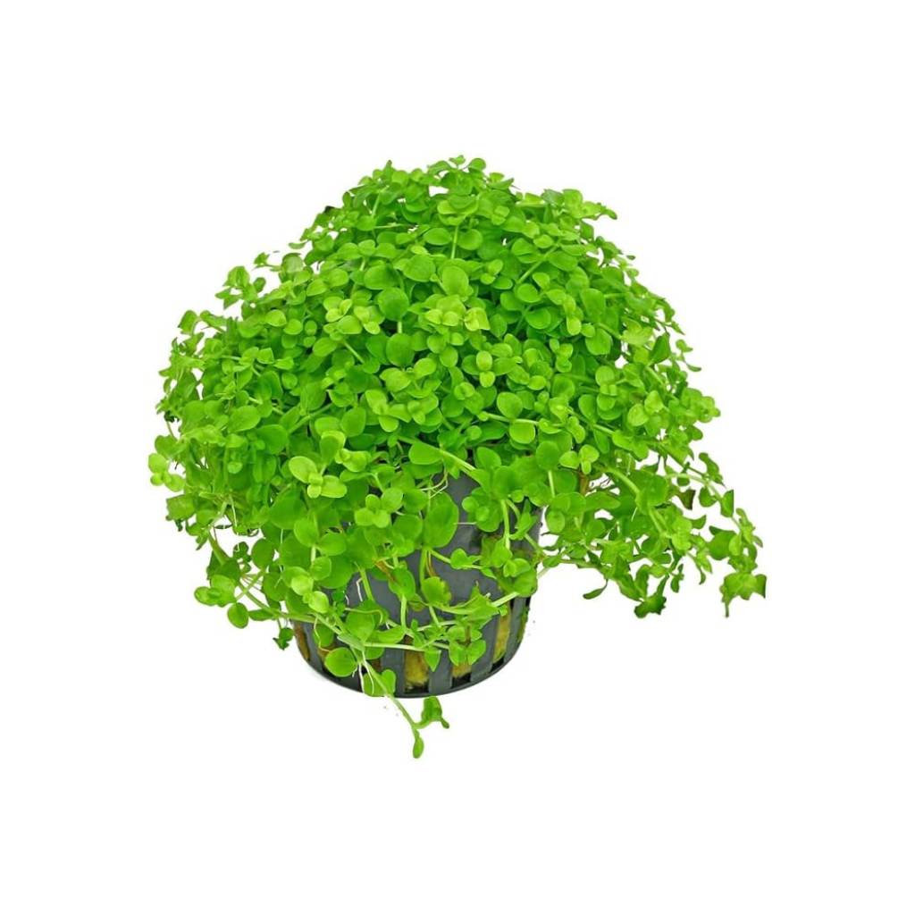 Aquarium Carpet Plants