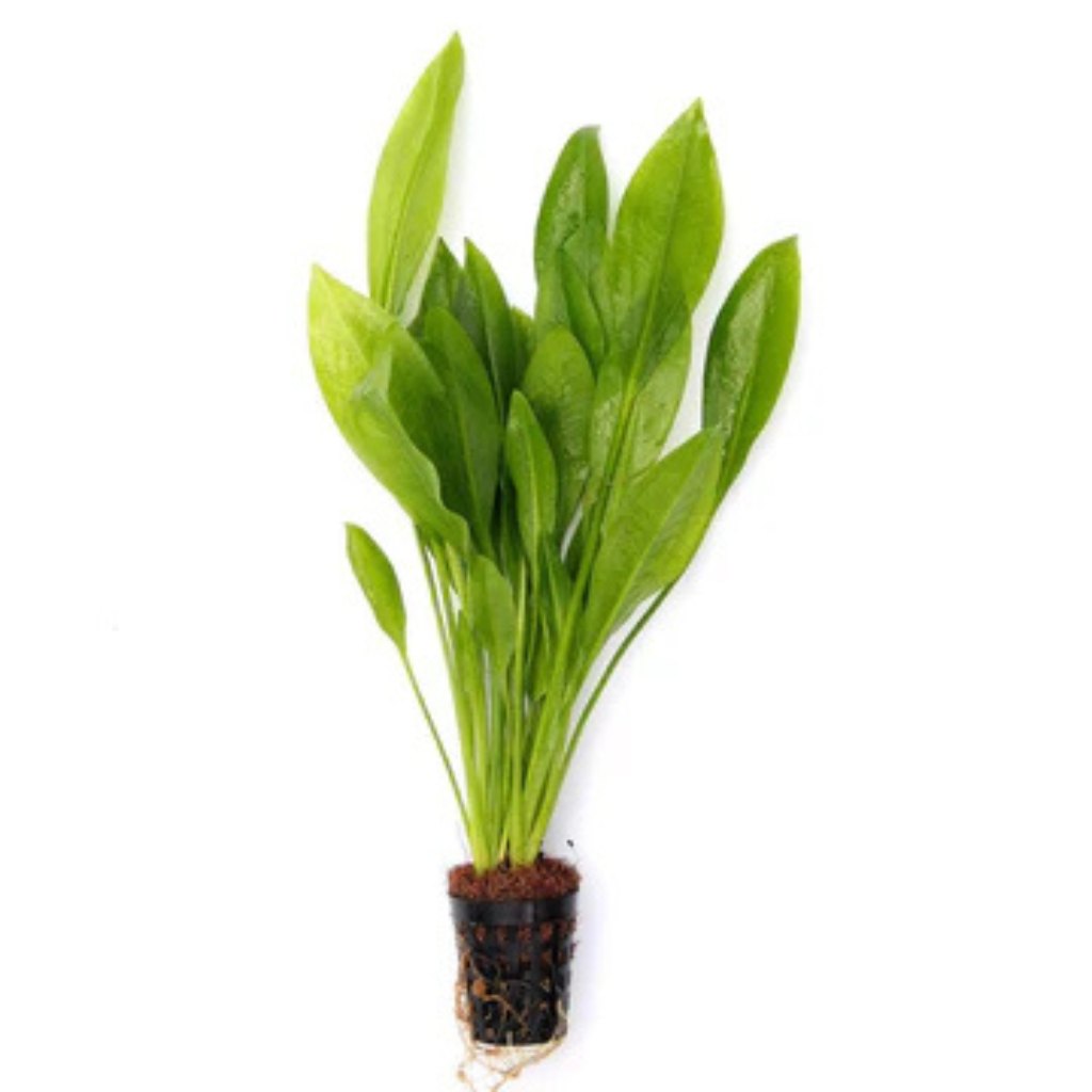 Amazon Swords (Echinodorus)