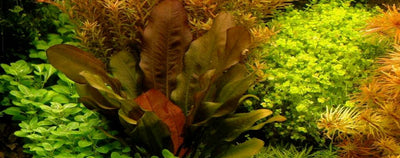 Amazon Sword Echinodorus, Live Aquarium Plants