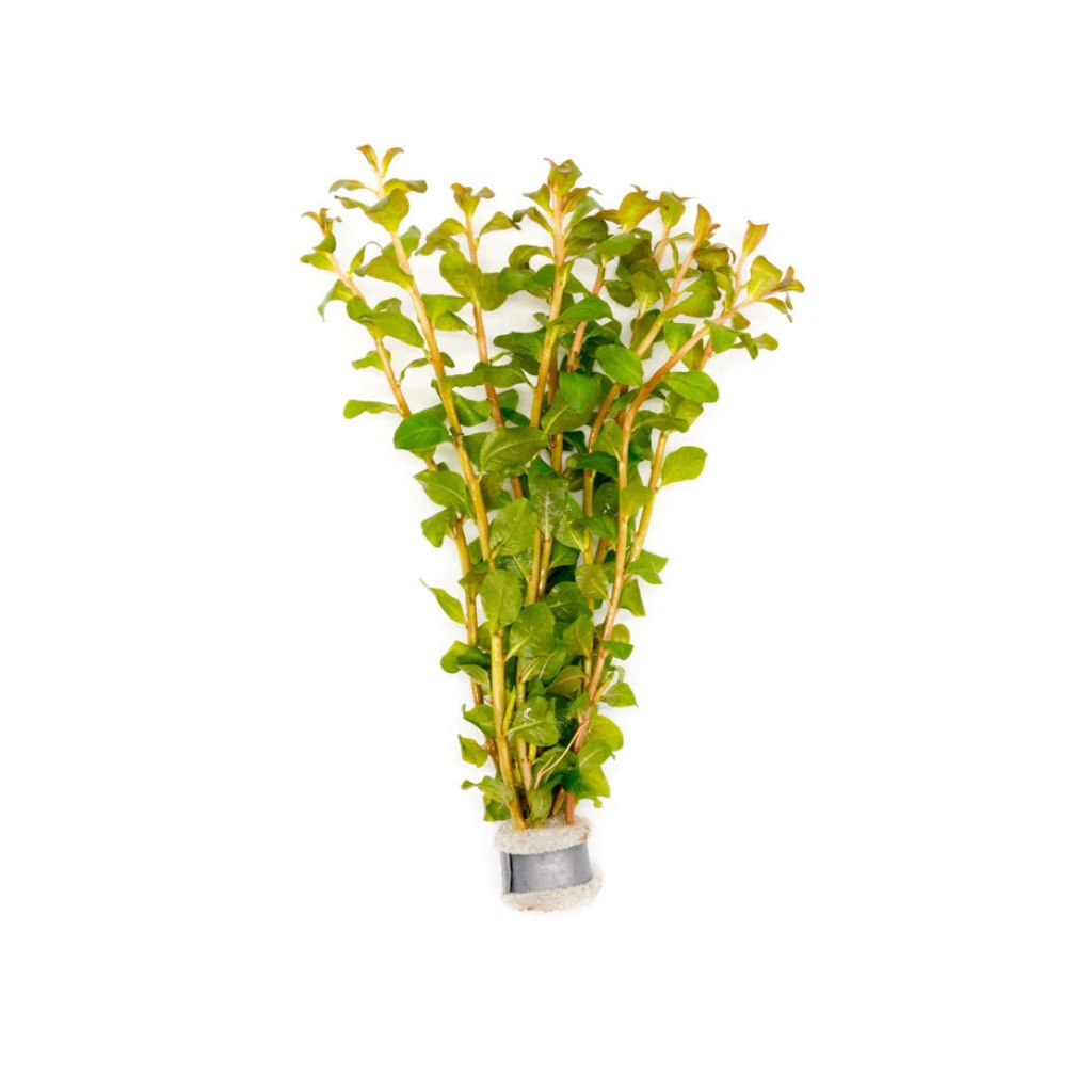 Stem Plants