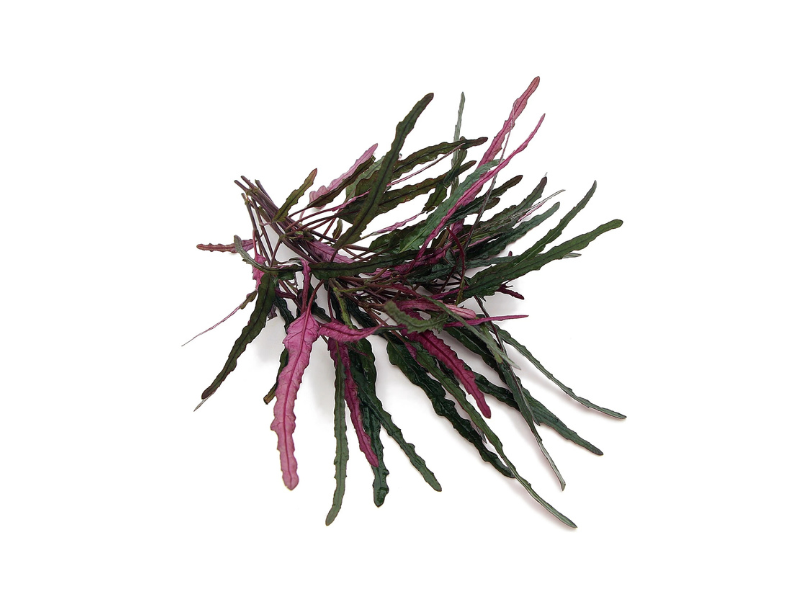 dragon tongue succulent plant Dragon's Tongue “Flame” (Hemigraphis repanda) – Live Terr... – Canton Aquatics