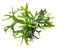 Java Fern Microsorum "Thors Hammer"