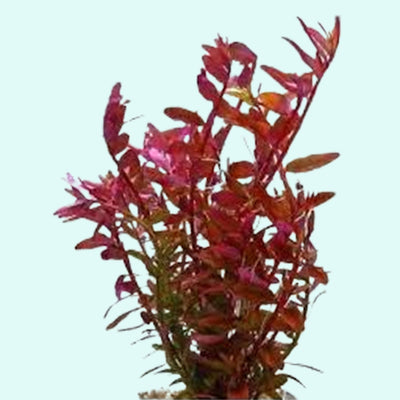 Rotala Indica Rotundifolia