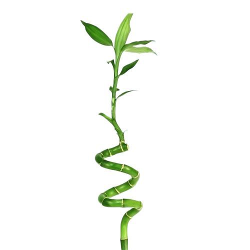 lucky bamboo alamosa Lucky Bamboo Plant (Dracaena Sanderiana)