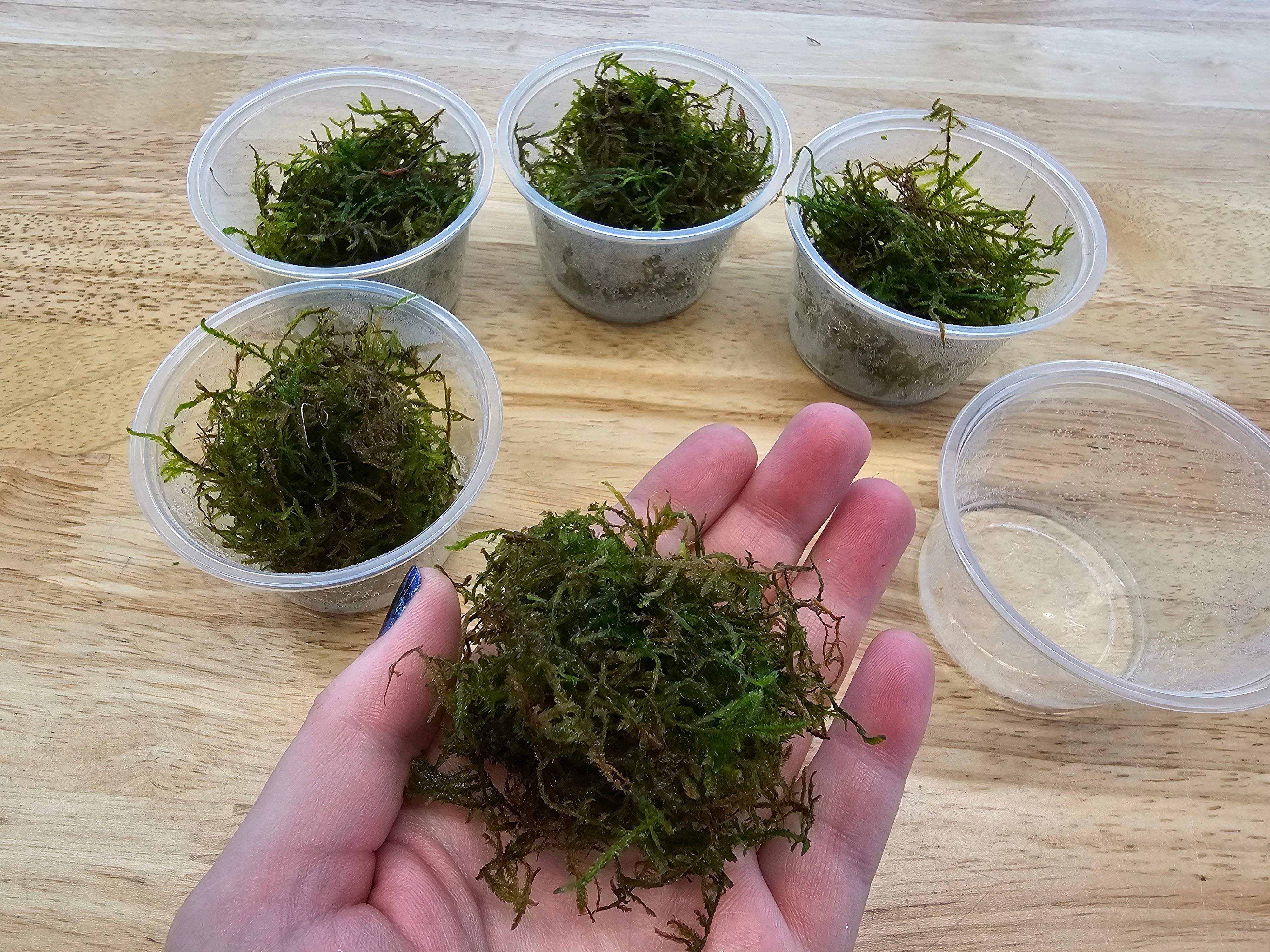 5 Java Moss Portions Live Aquarium Plant Taxiphyllum Barbieri BUY 2 GET 1 FREE