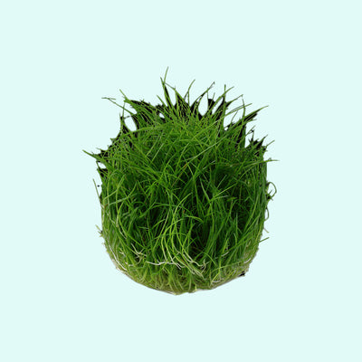Eleocharis acicularis 'Mini' Dwarf Hair Grass Tissue Culture