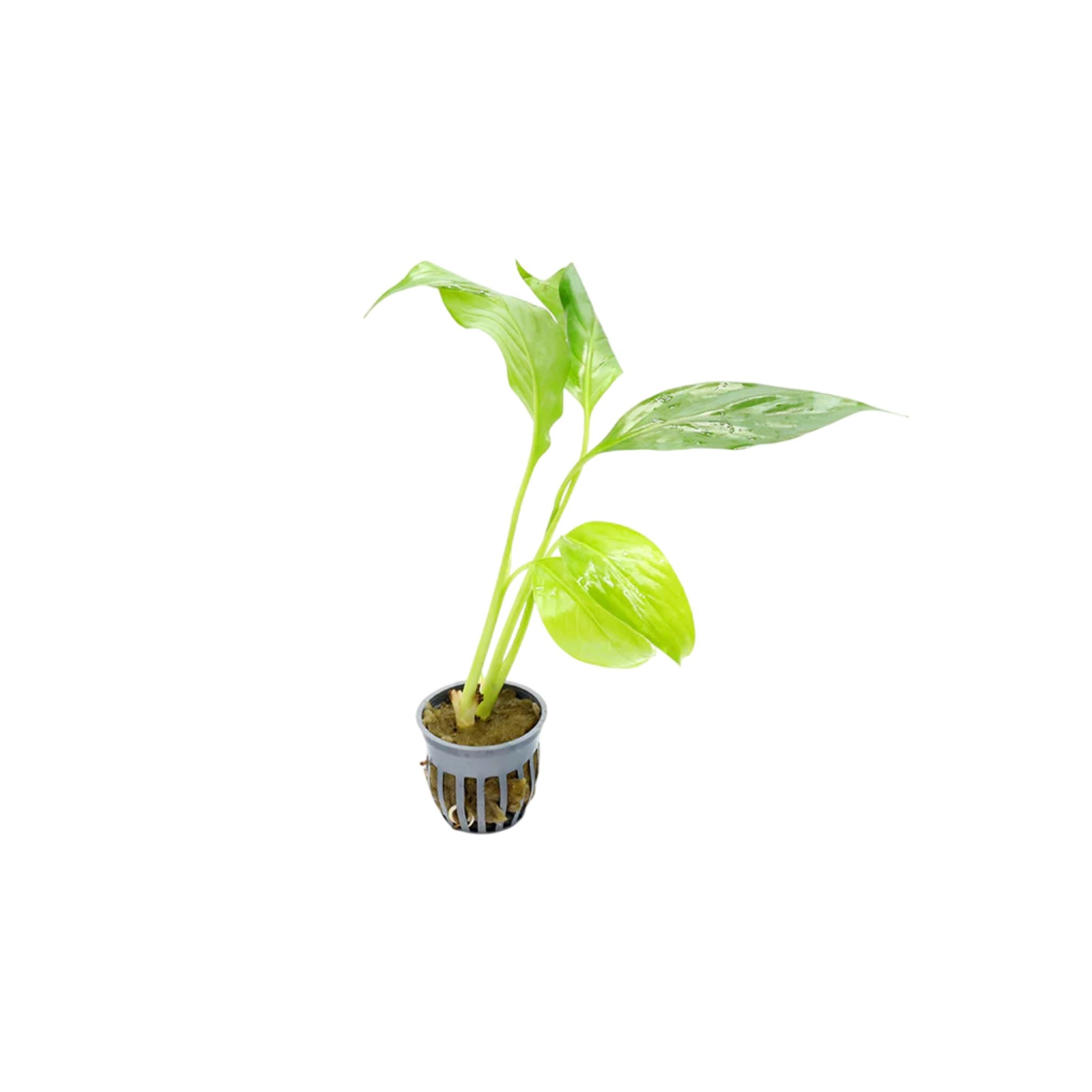 Brazilian Sword “Peace Lily” (Spathiphyllum sp)