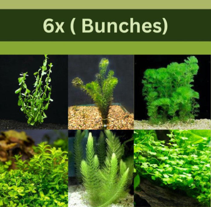 easy to grow low light aquarium plants Beginner-Friendly Low Light Plant Bundle – 6 Easy-Grow Varieties