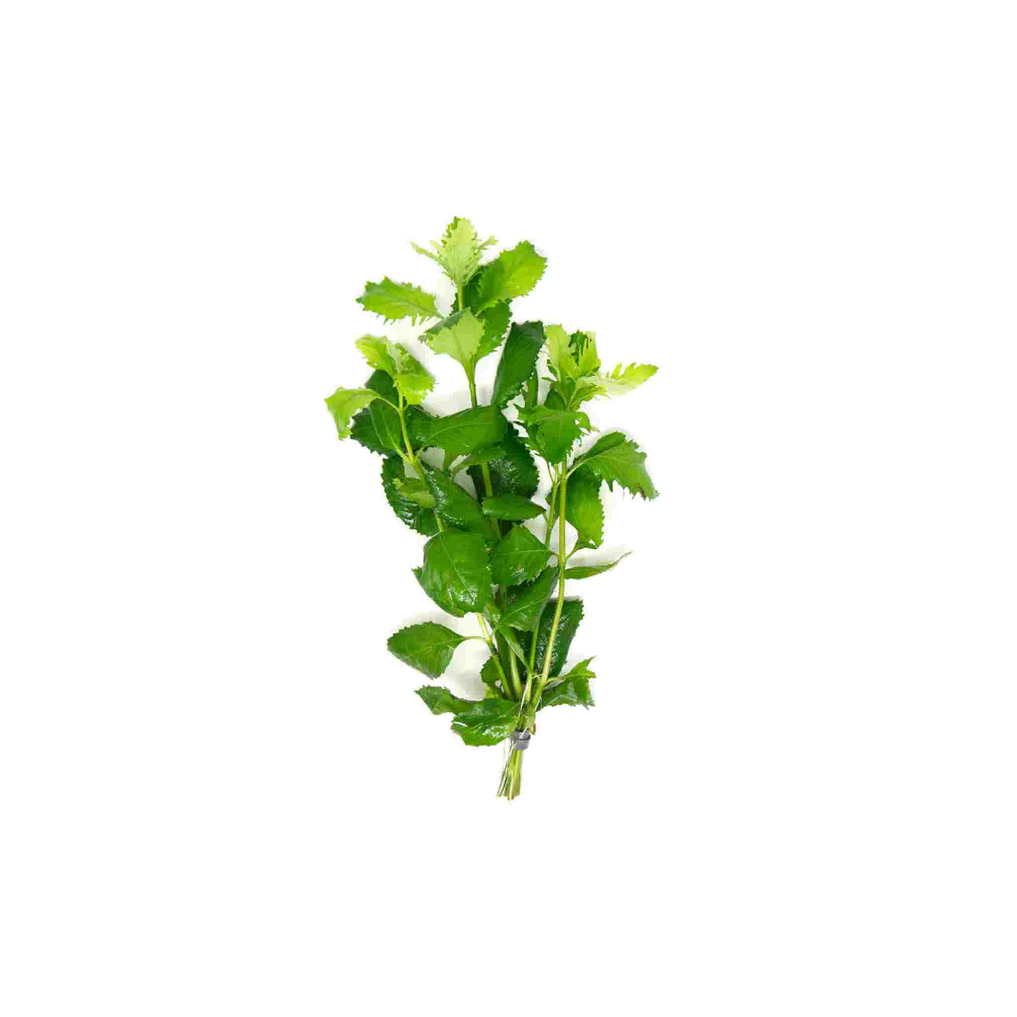 Buy Hygrophila Difformis Wisteria bunch aquarium plants