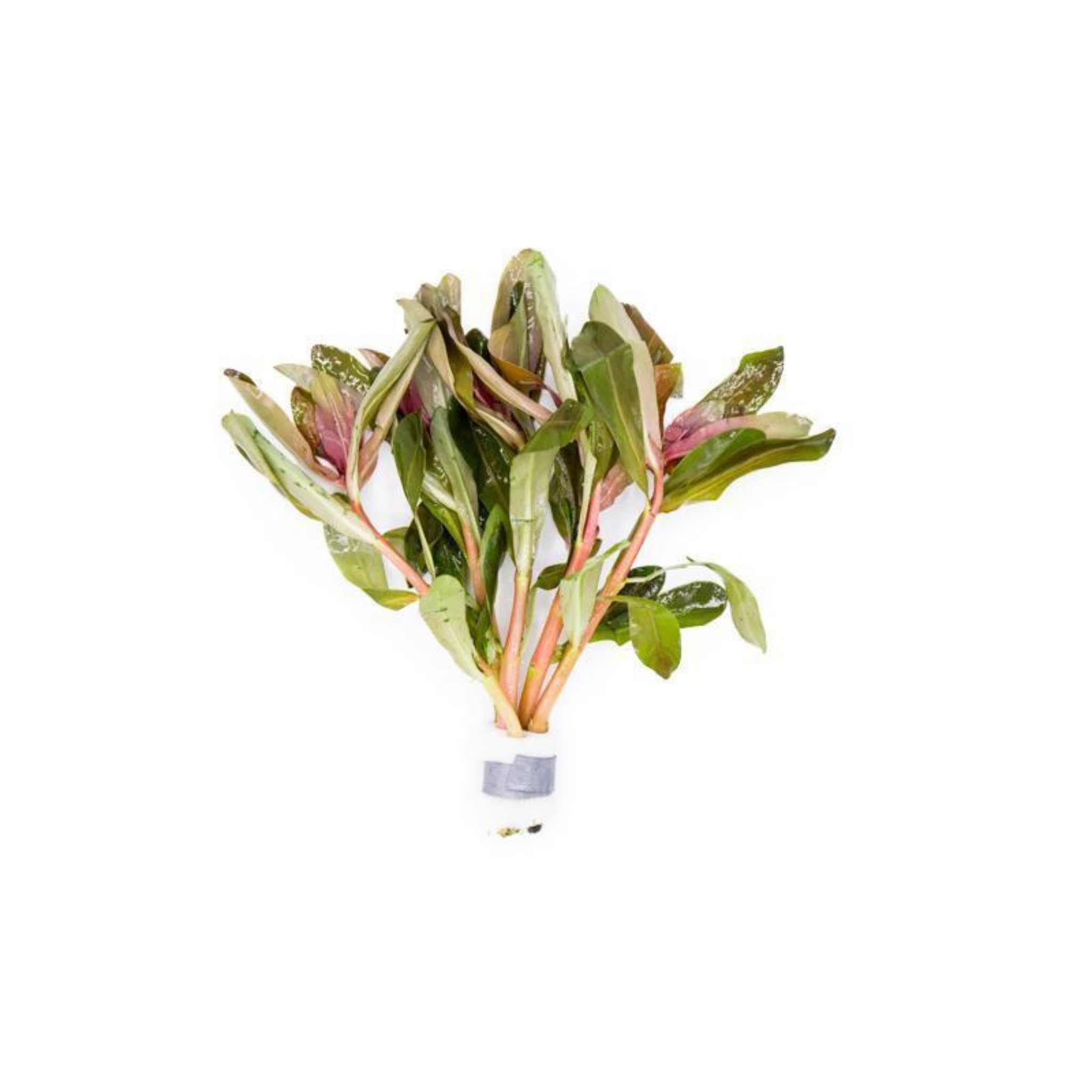 Freshwater aquarium plant Ammania Senegalensis for sale