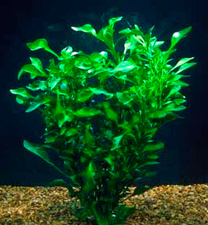 Florida Ruffle “Green Hedge” (Alternanthera sp.)