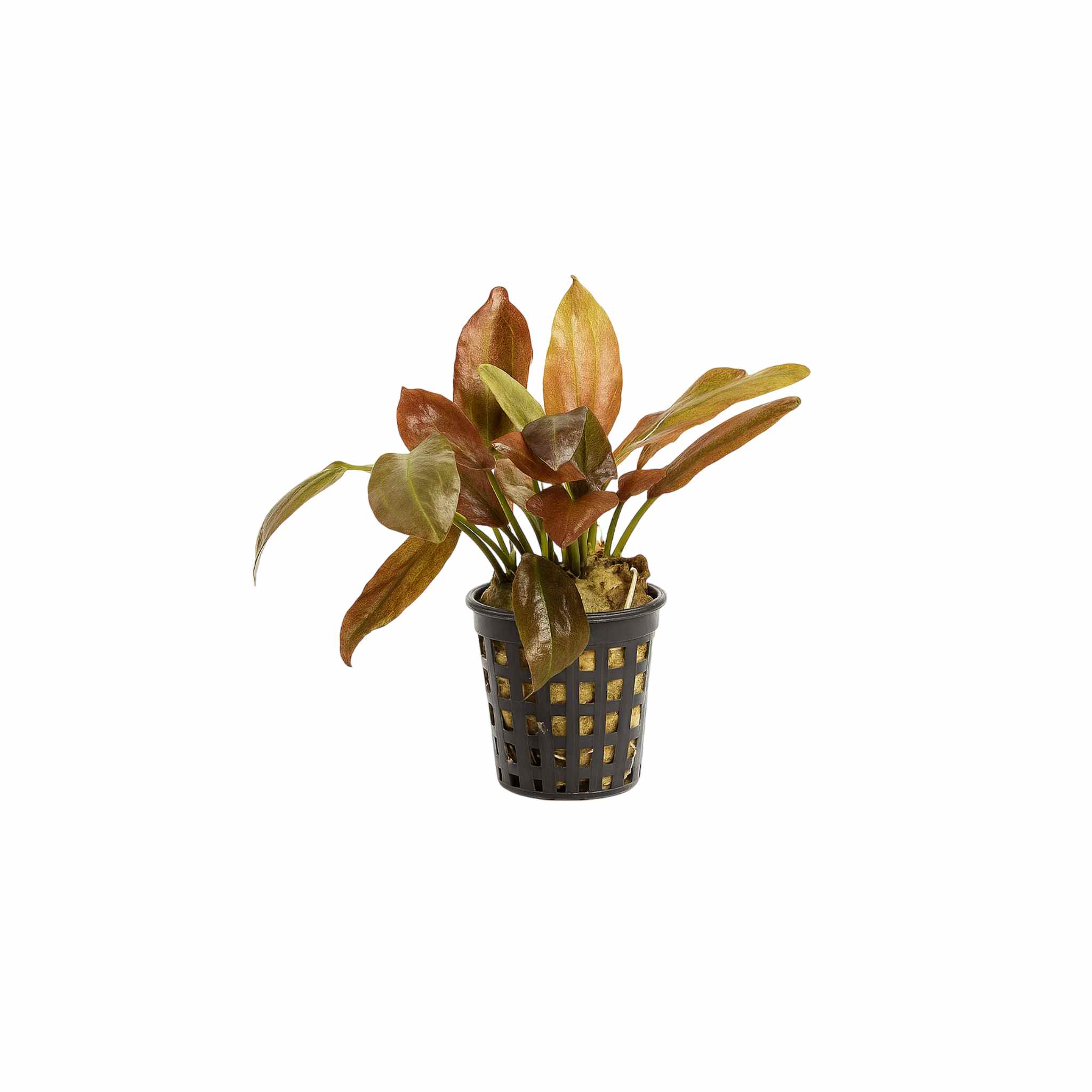 Indian Red Amazon Sword (Echinodorous)