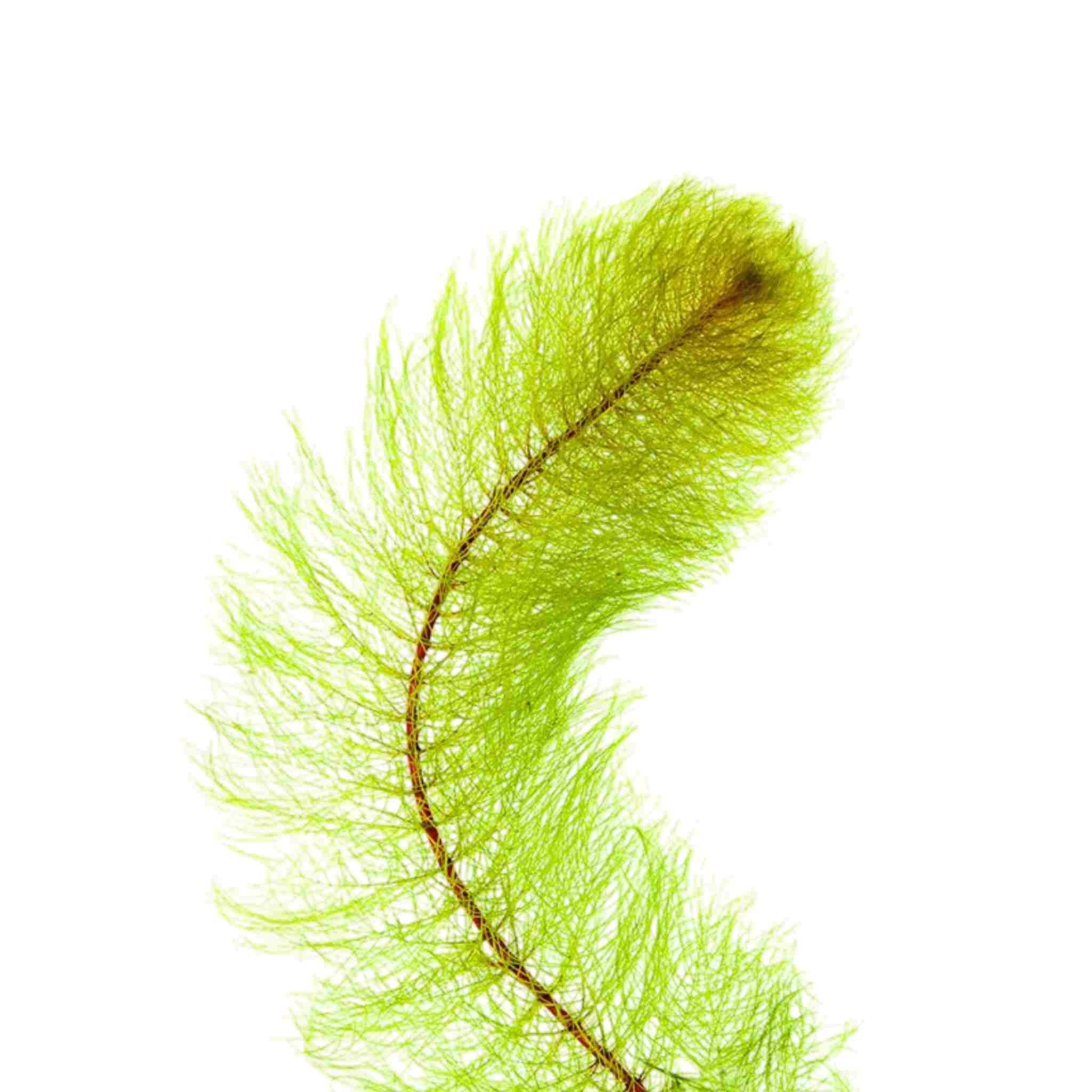 Myriophyllum Heterophyllum Myrio Red