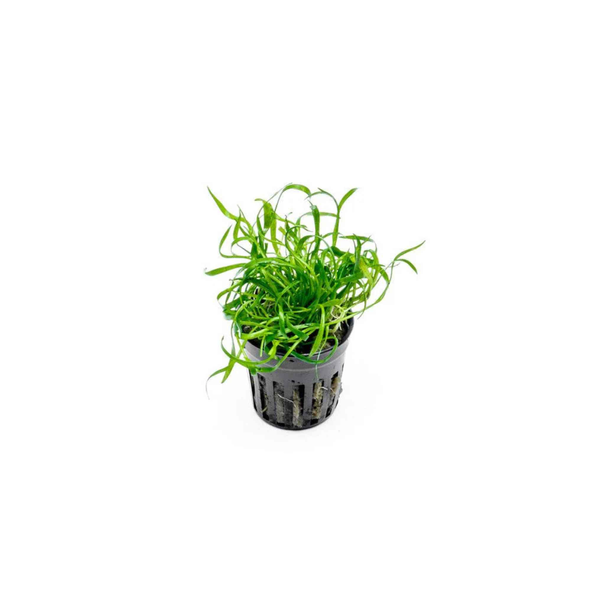 Micro Sword Lilaeopsis Zelandiae potted aquatic plant