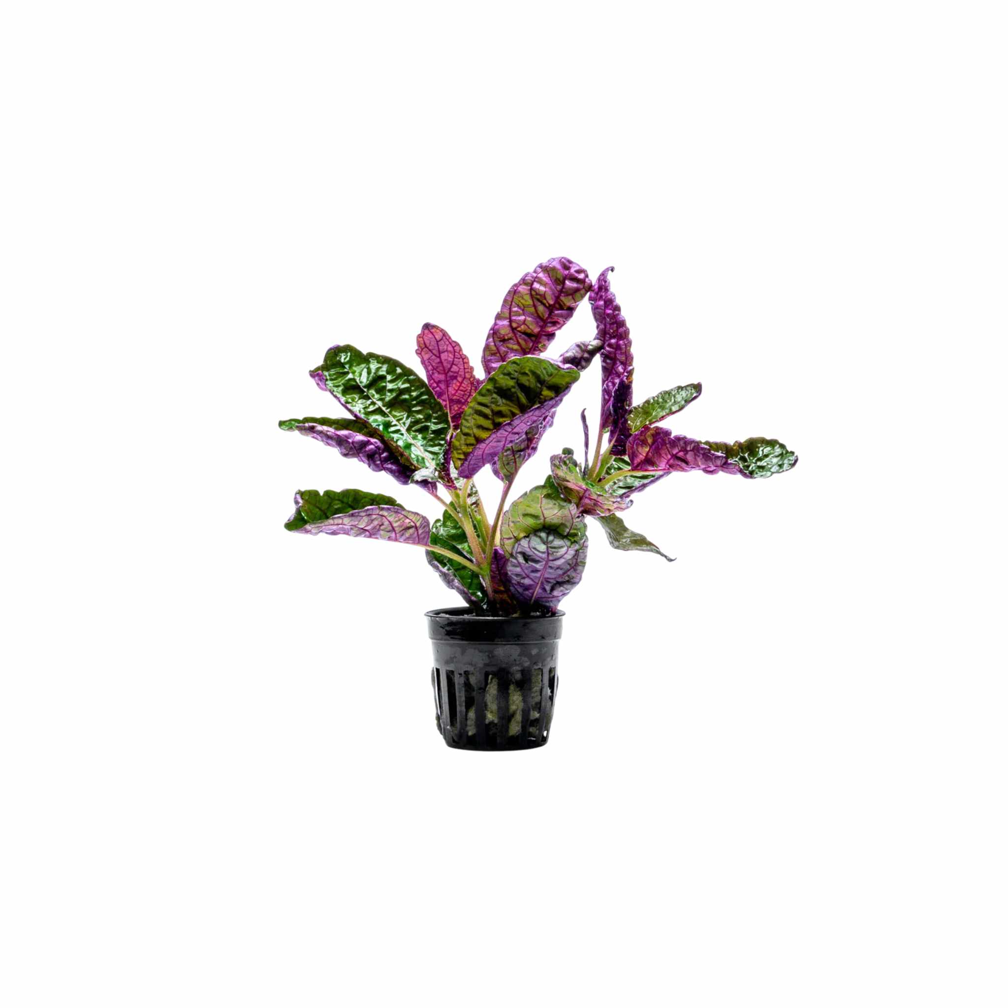 Purple Waffle “Red Krinkle” (Hemigraphis exotica)