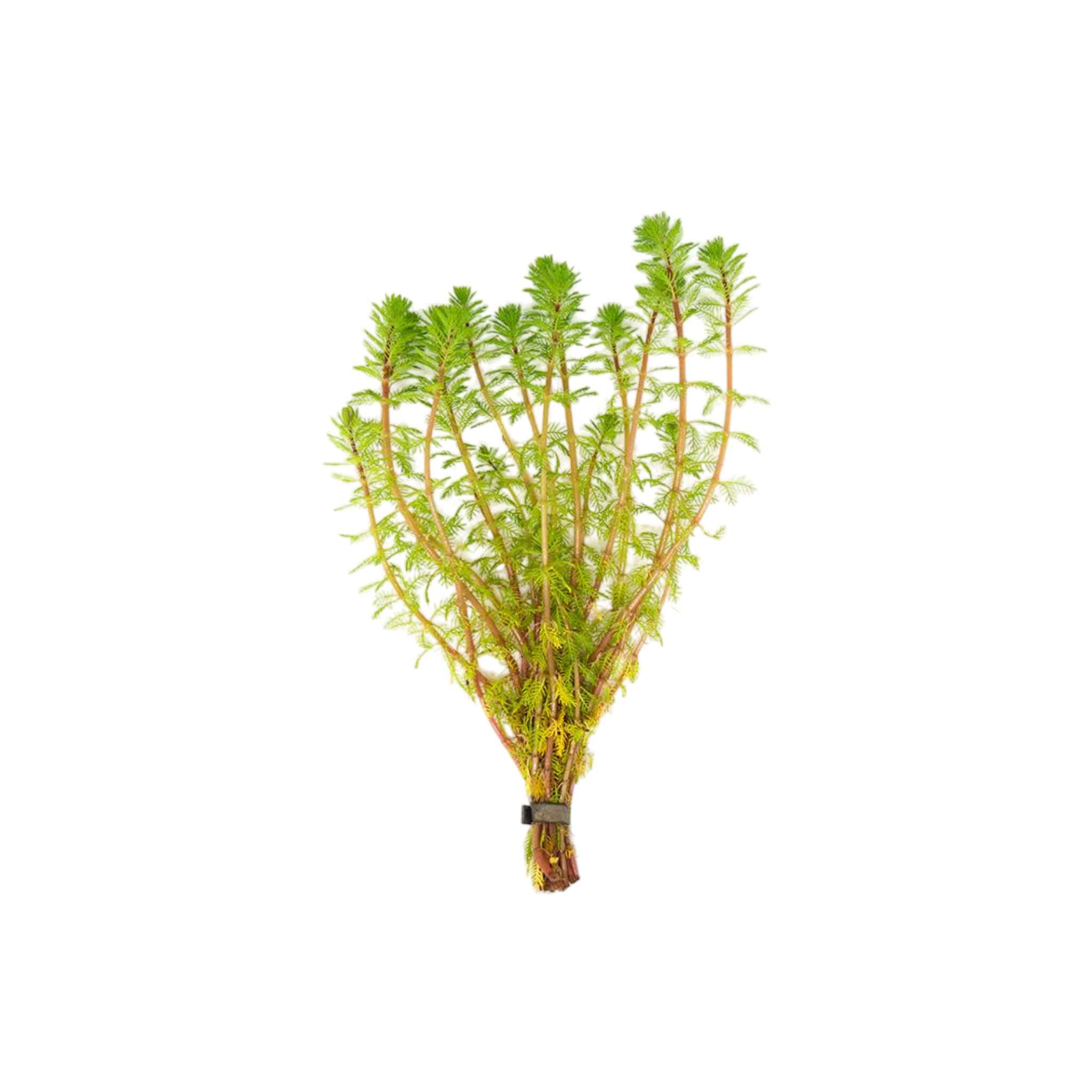 Red Parrot Feather (Myriophyllum Brasiliensis)