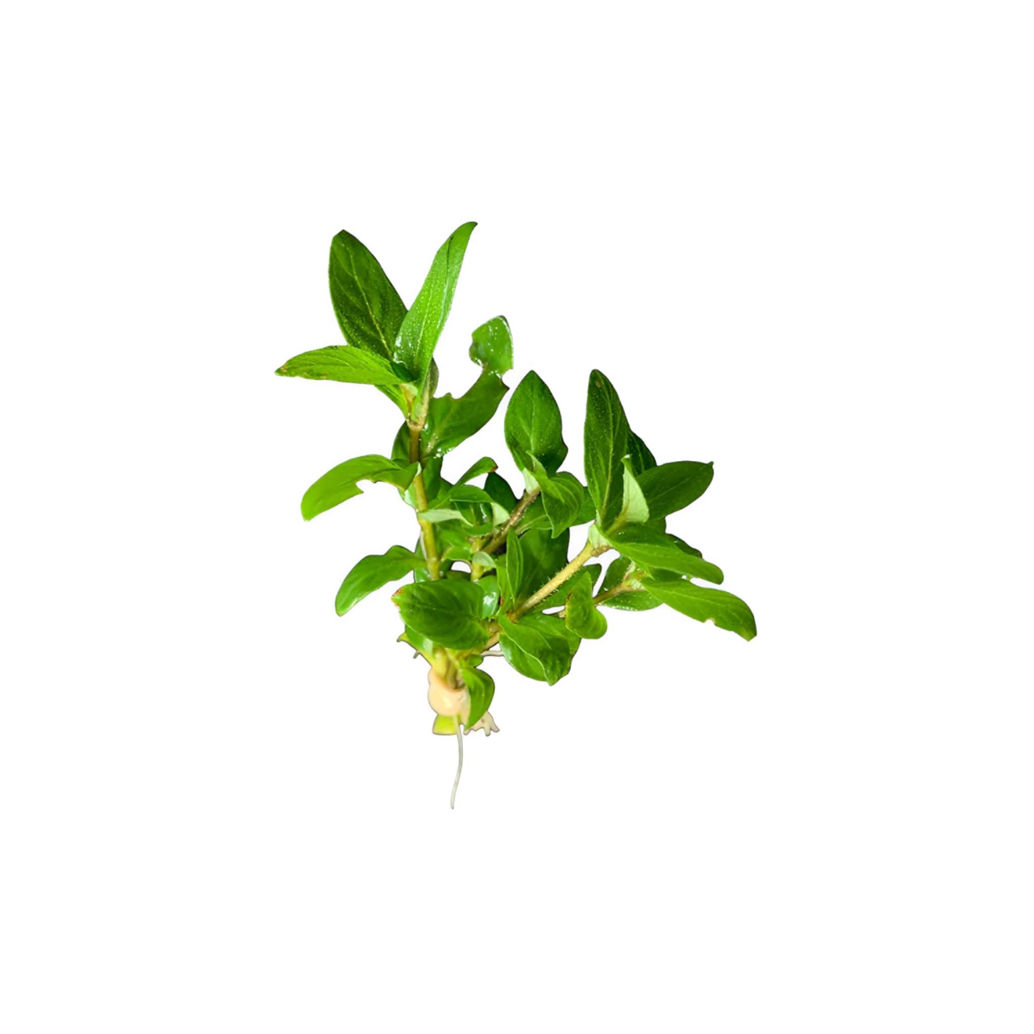 10X Staurogyne Repens Clumps Live Aquarium Plants