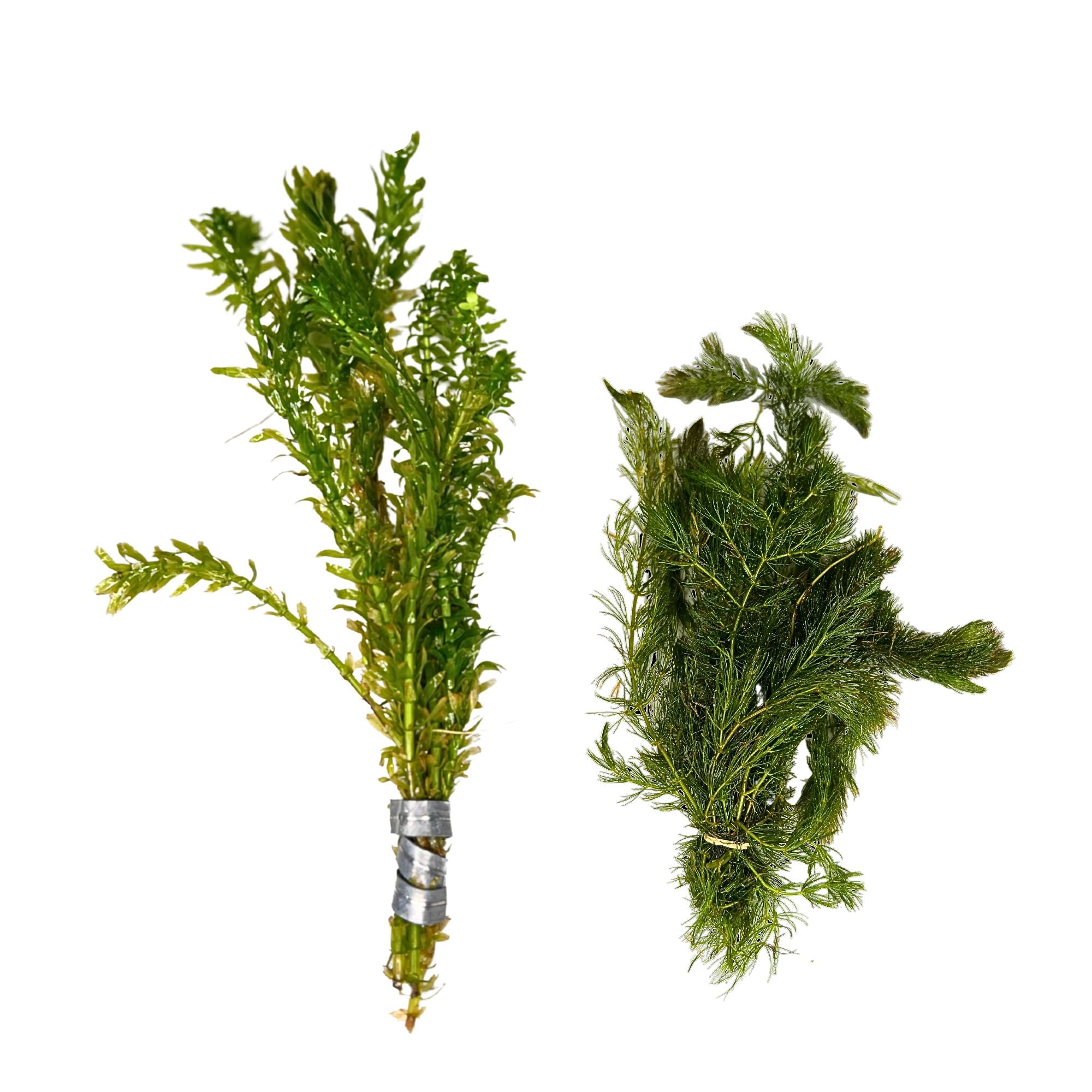 Waters Bundle Lush Anacharis & Hornwort, USA aquarium plants.