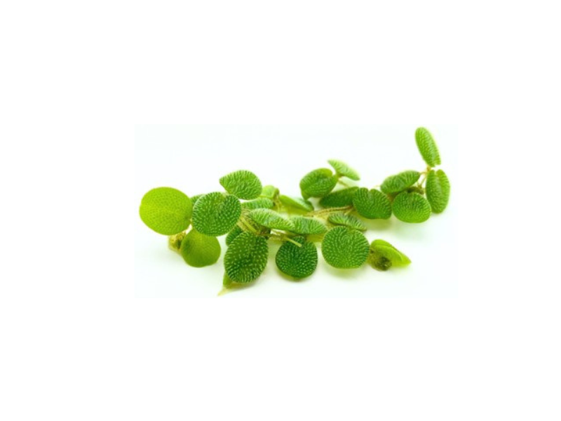 Salvinia Live Floating Aquarium & Pond Plant... – Canton Aquatics
