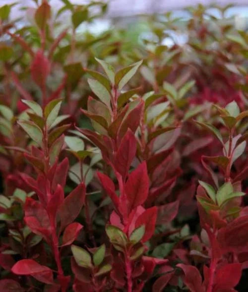 Joseph’s Coat “Multi-Color Hedge” (Alternathera sp.)