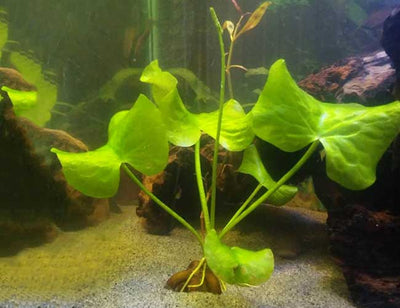 Banana Plant (Nymphoides Aquatica)