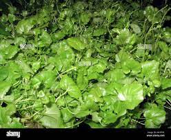 Cardamine Lyrata (Chinese Ivy )