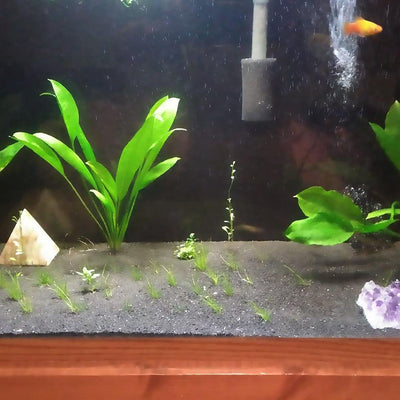 A Beginner's Guide to Setting Up a Freshwater Aquarium With Live Plants