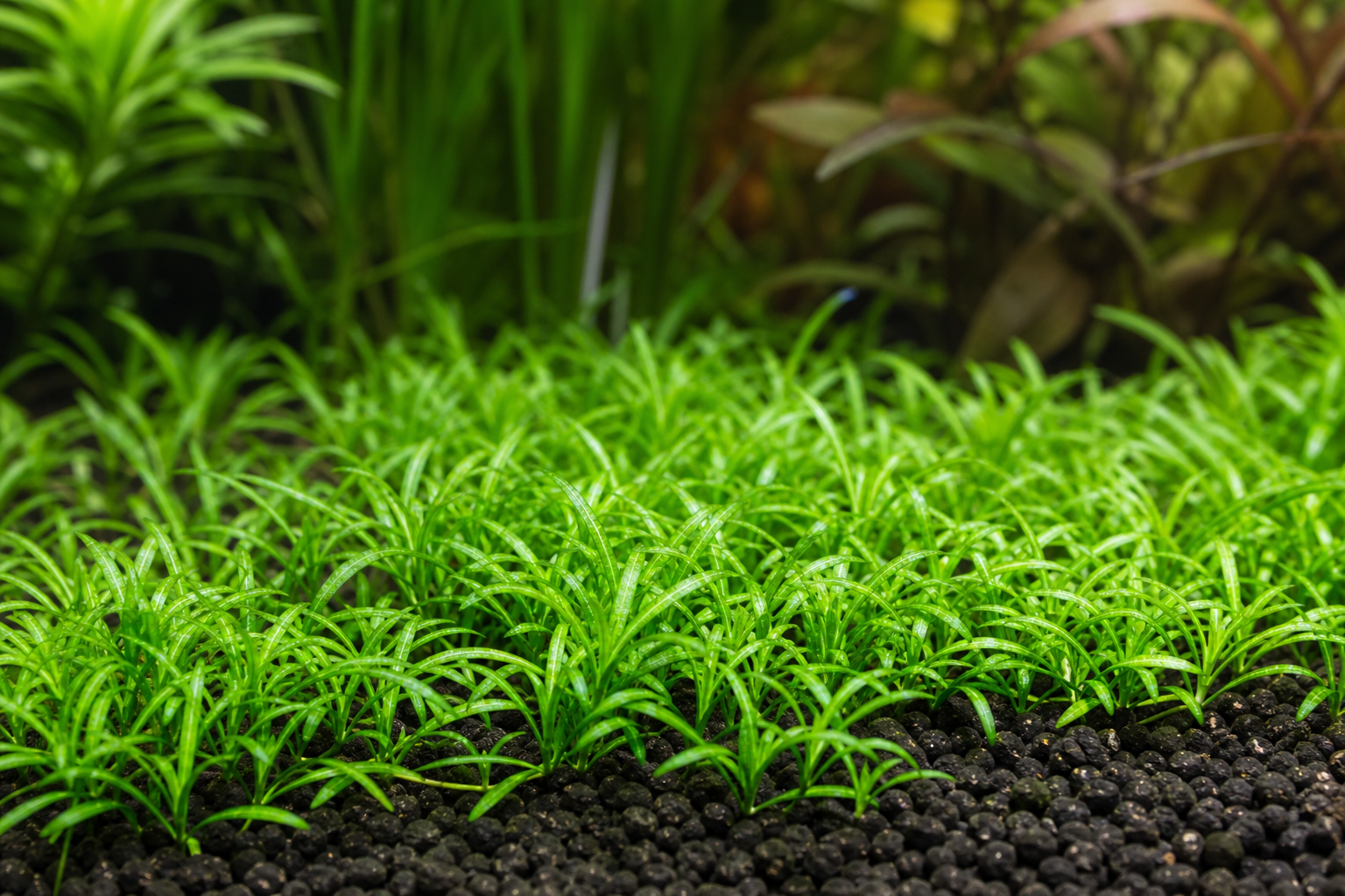Cryptocoryne Parva Care Guide: Grow the Smallest Crypt Carpet