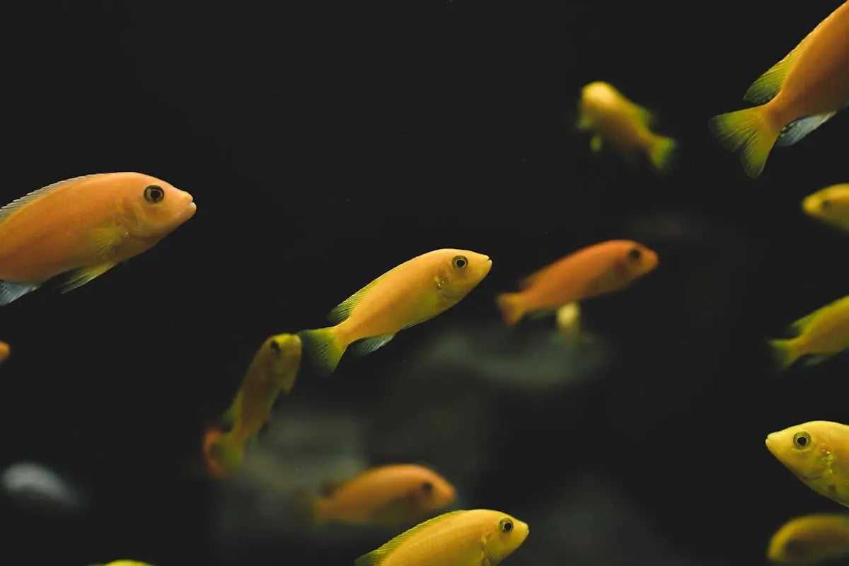5 Common Mistakes When Setting Up Aquarium Carpet Plants