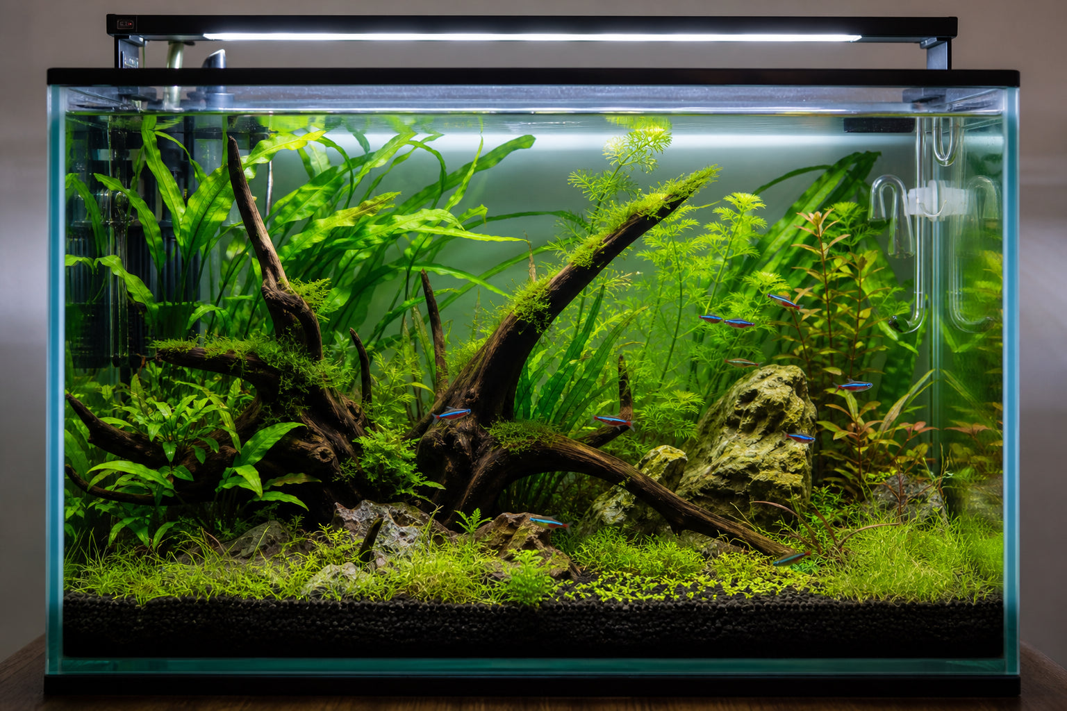 Best Aquarium Plants for 29-Gallon Tanks: Complete Stocking Guide