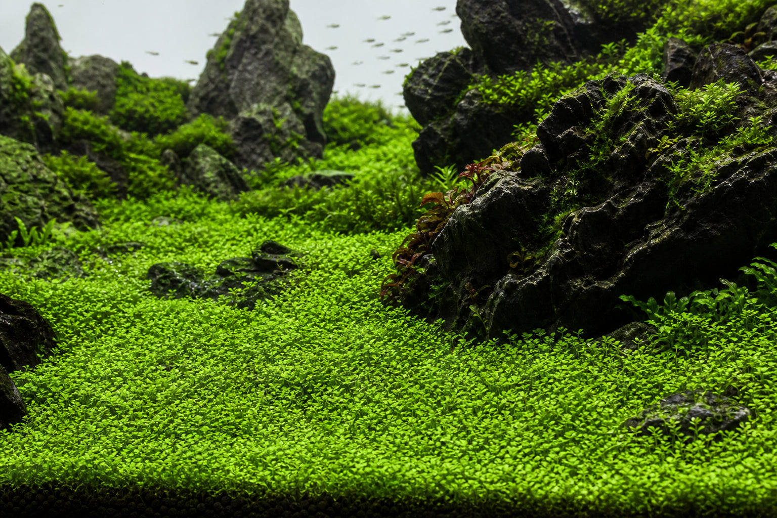 Glossostigma Elatinoides Care Guide