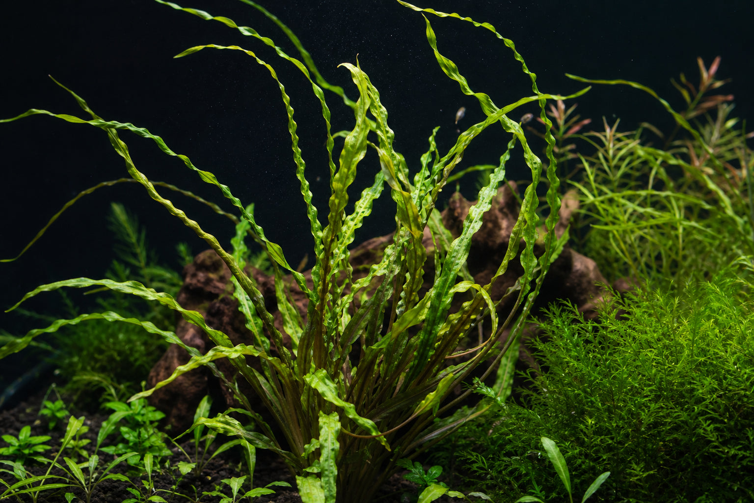 Cryptocoryne Spiralis Care Guide