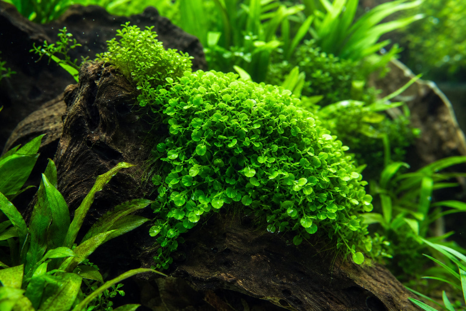 Subwassertang The Unique Round Pellia Care Guide