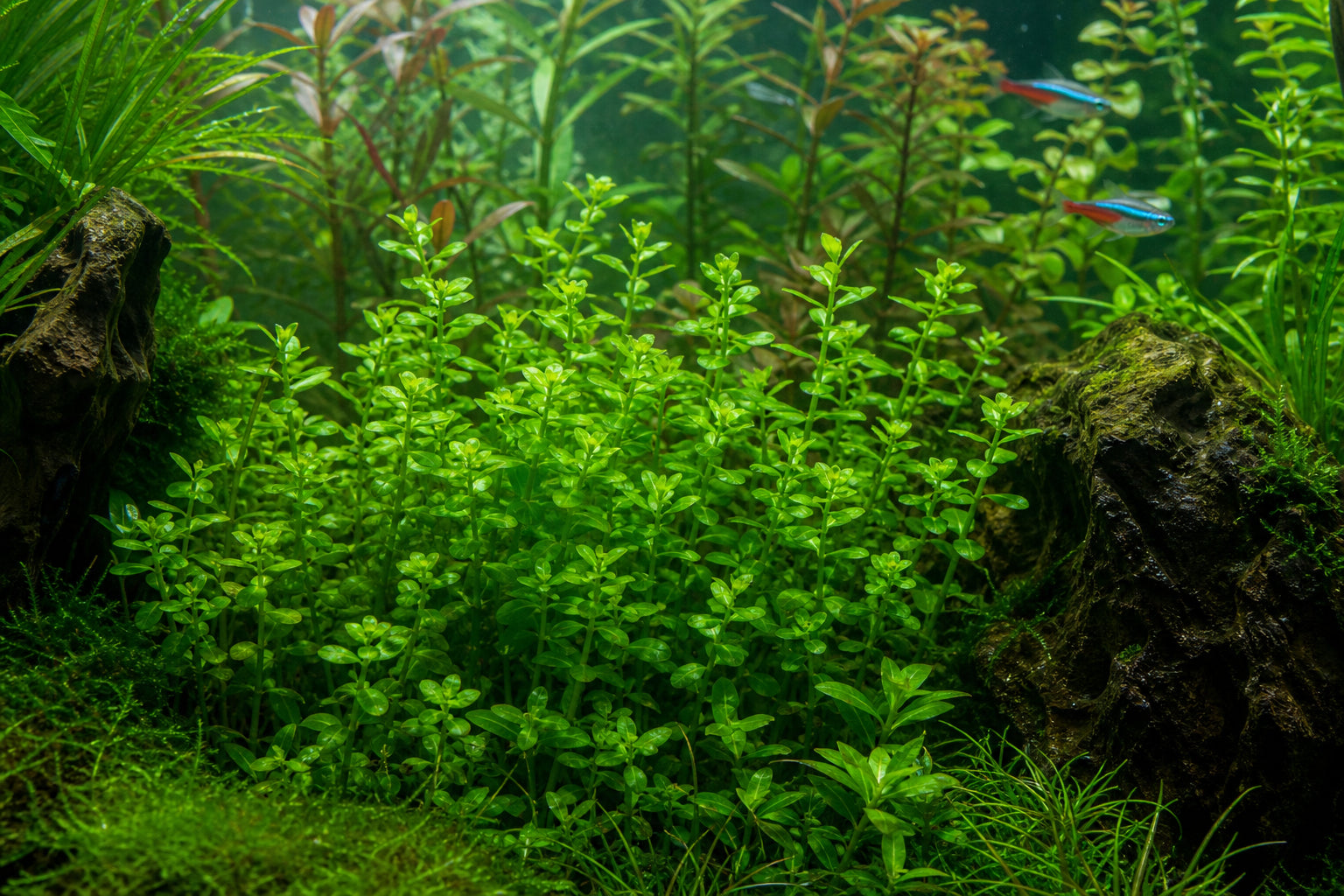 Bacopa Caroliniana Care Guide
